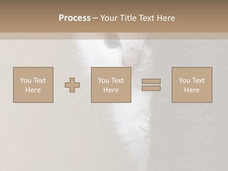 Fluffy Post Hiding PowerPoint Template