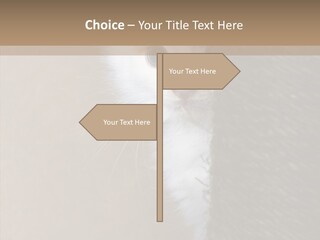 Fluffy Post Hiding PowerPoint Template