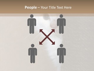 Fluffy Post Hiding PowerPoint Template