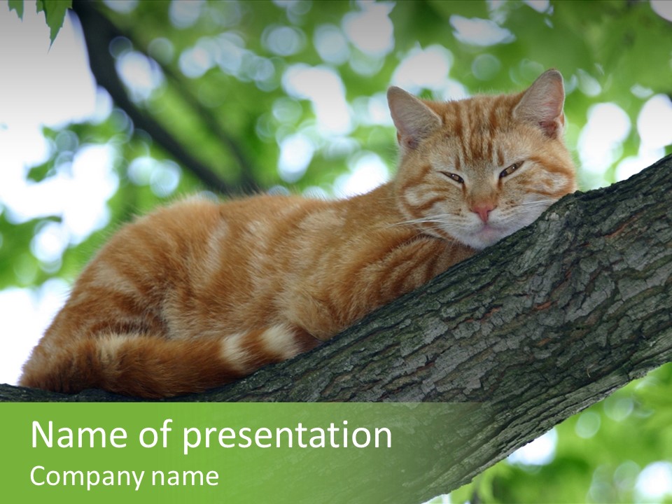Wait Limb Cat PowerPoint Template