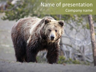 Predator Danger Bear PowerPoint Template