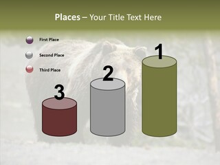 Predator Danger Bear PowerPoint Template