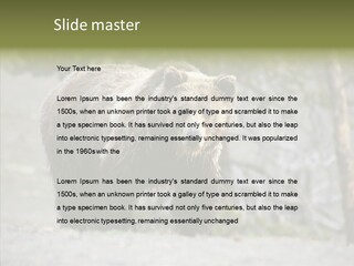 Predator Danger Bear PowerPoint Template