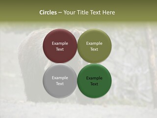 Predator Danger Bear PowerPoint Template