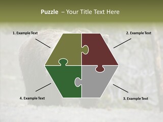 Predator Danger Bear PowerPoint Template
