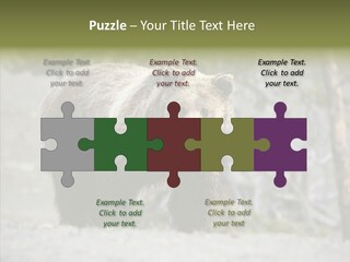 Predator Danger Bear PowerPoint Template