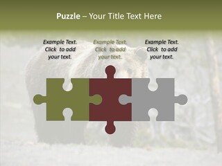 Predator Danger Bear PowerPoint Template