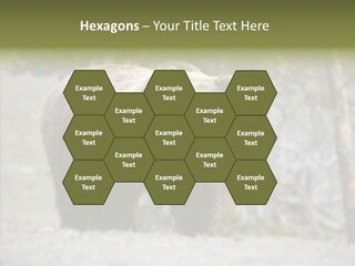 Predator Danger Bear PowerPoint Template