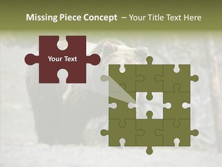 Predator Danger Bear PowerPoint Template