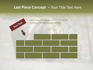 Predator Danger Bear PowerPoint Template