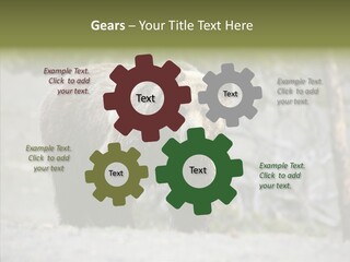 Predator Danger Bear PowerPoint Template
