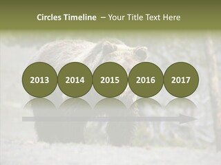 Predator Danger Bear PowerPoint Template