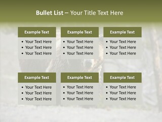 Predator Danger Bear PowerPoint Template
