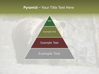 Predator Danger Bear PowerPoint Template