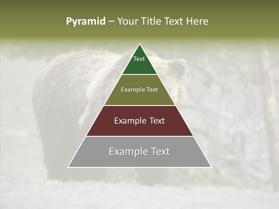 Predator Danger Bear PowerPoint Template