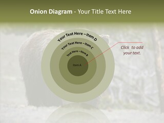 Predator Danger Bear PowerPoint Template