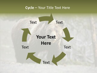 Predator Danger Bear PowerPoint Template