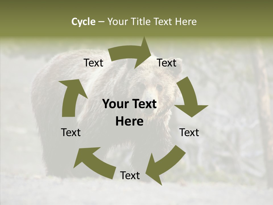 Predator Danger Bear PowerPoint Template