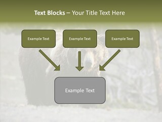 Predator Danger Bear PowerPoint Template