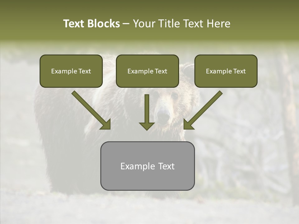 Predator Danger Bear PowerPoint Template