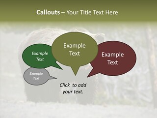 Predator Danger Bear PowerPoint Template