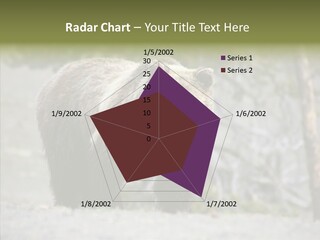 Predator Danger Bear PowerPoint Template