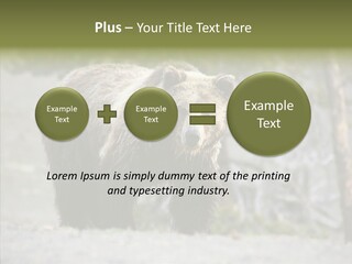Predator Danger Bear PowerPoint Template