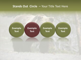 Predator Danger Bear PowerPoint Template