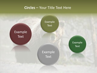 Predator Danger Bear PowerPoint Template
