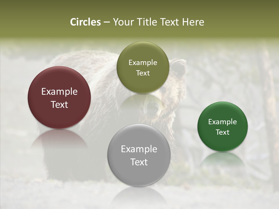 Predator Danger Bear PowerPoint Template