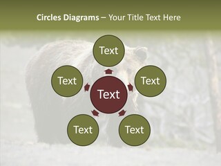 Predator Danger Bear PowerPoint Template