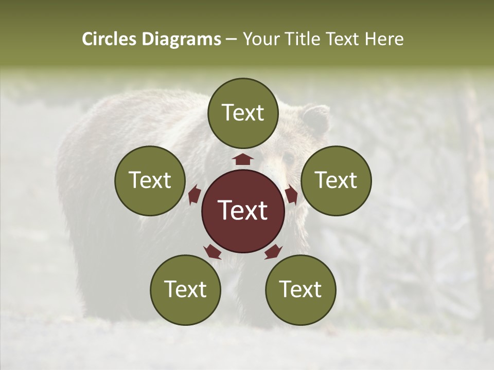 Predator Danger Bear PowerPoint Template