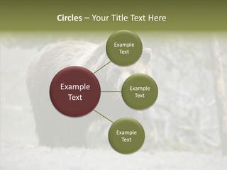 Predator Danger Bear PowerPoint Template