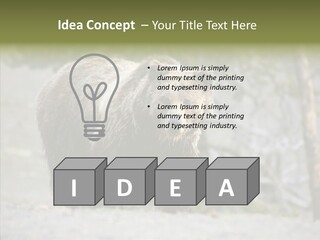 Predator Danger Bear PowerPoint Template