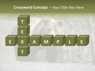 Predator Danger Bear PowerPoint Template