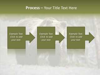 Predator Danger Bear PowerPoint Template
