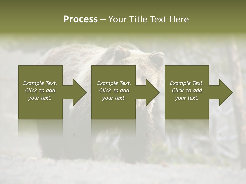 Predator Danger Bear PowerPoint Template