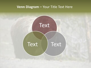 Predator Danger Bear PowerPoint Template