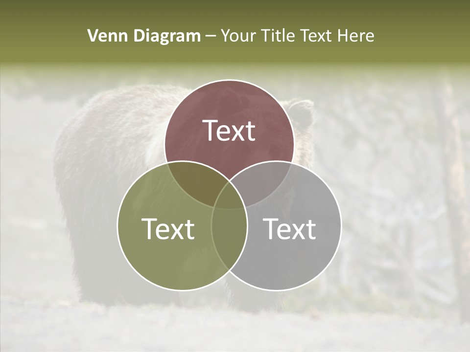 Predator Danger Bear PowerPoint Template