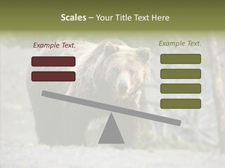 Predator Danger Bear PowerPoint Template