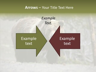 Predator Danger Bear PowerPoint Template