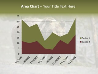 Predator Danger Bear PowerPoint Template