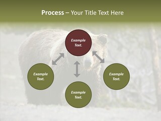 Predator Danger Bear PowerPoint Template