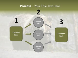 Predator Danger Bear PowerPoint Template