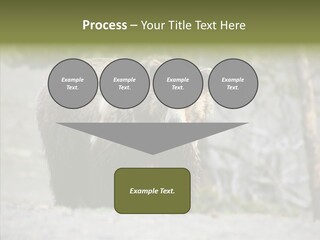 Predator Danger Bear PowerPoint Template
