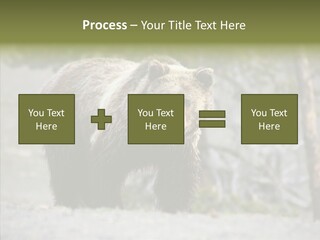 Predator Danger Bear PowerPoint Template