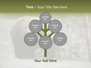 Predator Danger Bear PowerPoint Template