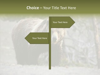 Predator Danger Bear PowerPoint Template