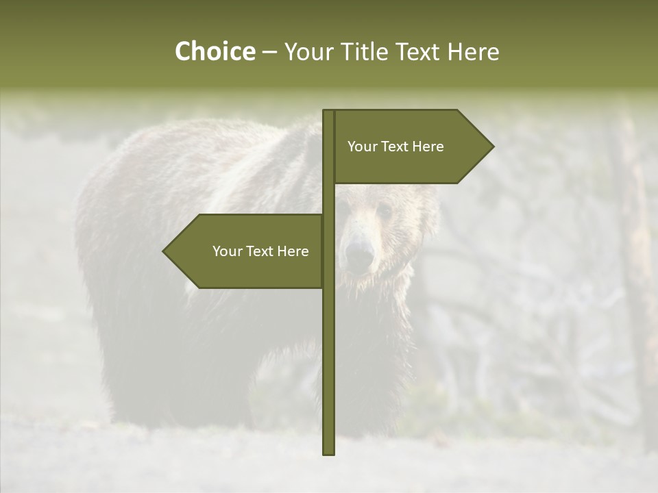 Predator Danger Bear PowerPoint Template