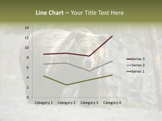 Predator Danger Bear PowerPoint Template